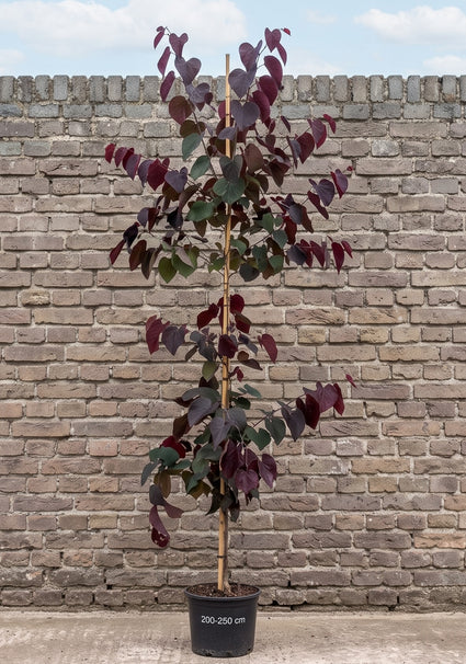 Amerikaanse Judasboom (Paars) - Cercis canadensis 'Forest Pansy'
