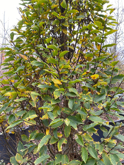 Zuilbeuk - Carpinus betulus 'Fastigiata' 250-300 cm beveerd