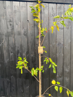 Zuilvorm 200-250 cm