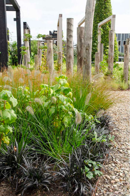 Biologisch Zwart gras - Ophiopogon plan. 'Niger'