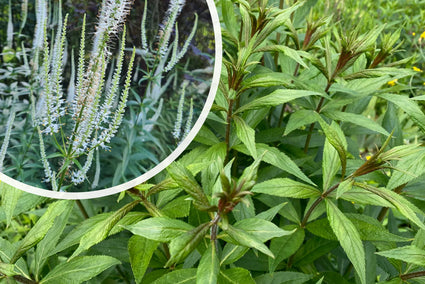 Zwarte ereprijs - Veronicastrum virginicum 'Album'