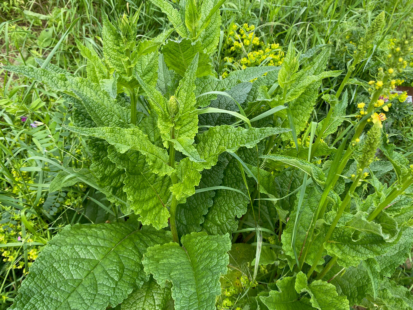 Zwarte Toorts - Verbascum nigrum