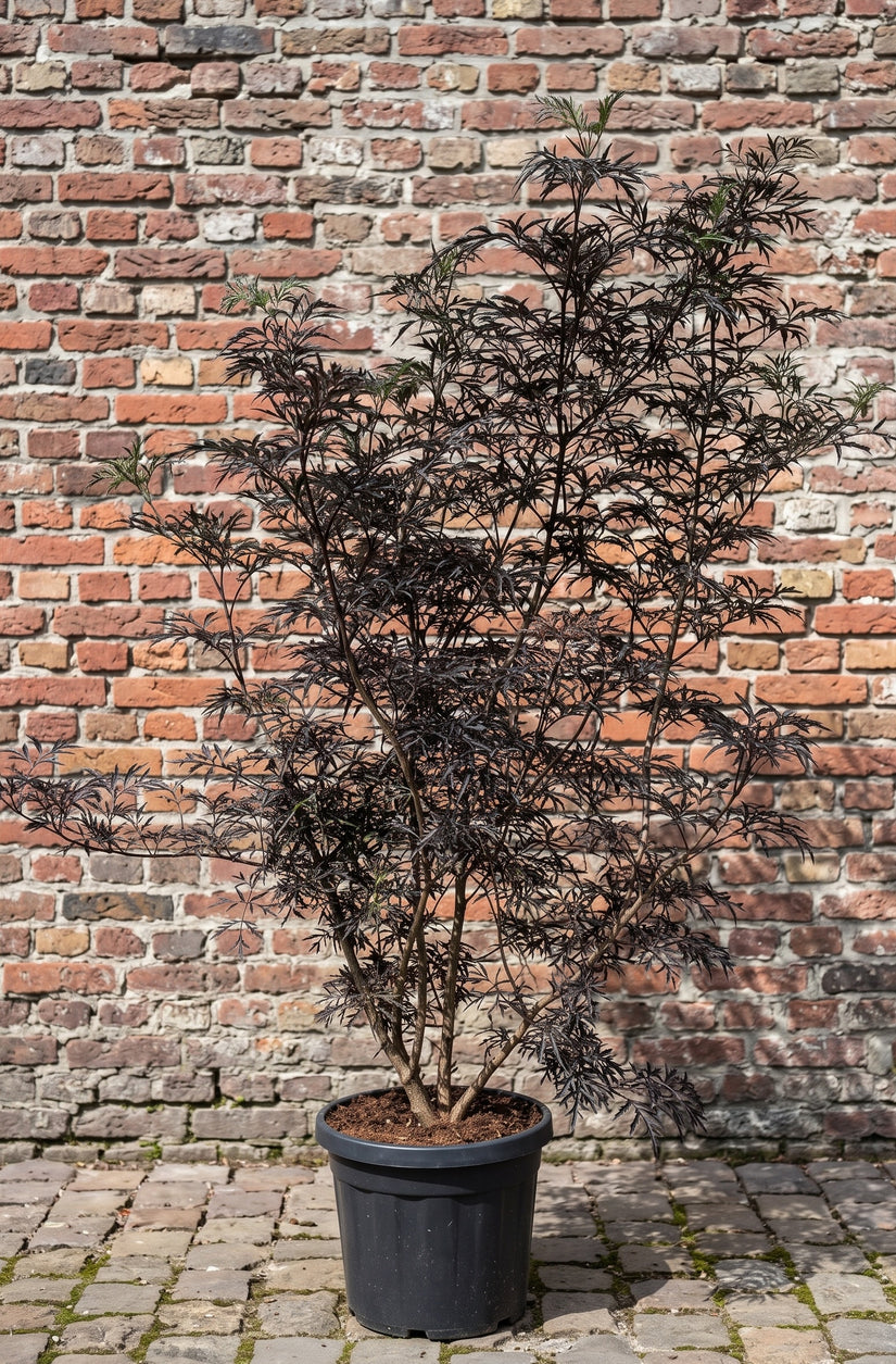 Zwarte Vlier - Sambucus nigra 'Black Lace'