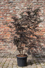 Zwarte Vlier - Sambucus nigra 'Black Lace'