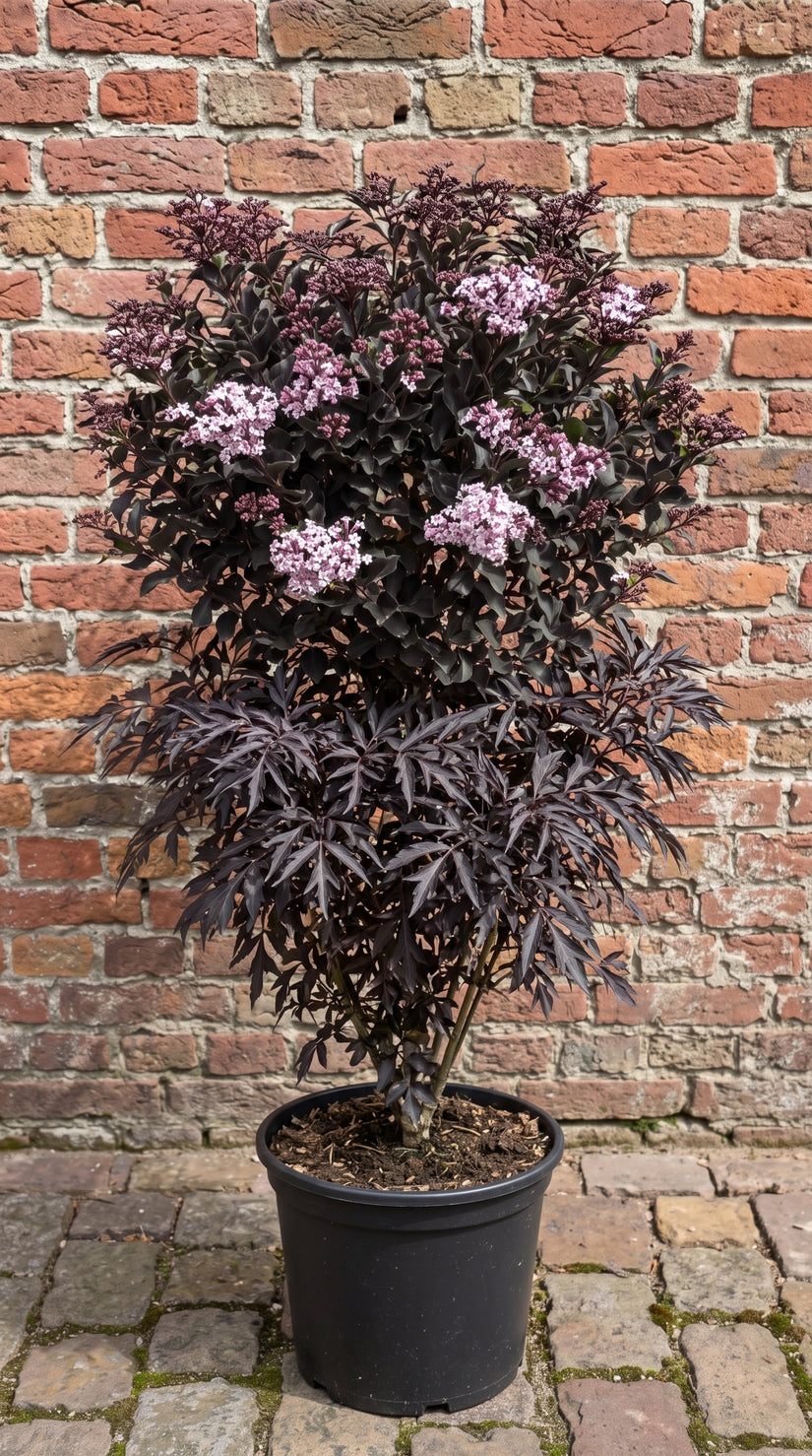 Zwarte Vlier - Sambucus nigra 'Black Lace'