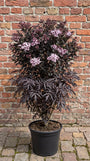 Zwarte Vlier - Sambucus nigra 'Black Lace'