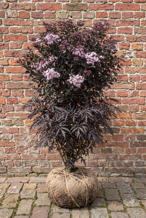 Meerstammige met kluit 200-250 cm