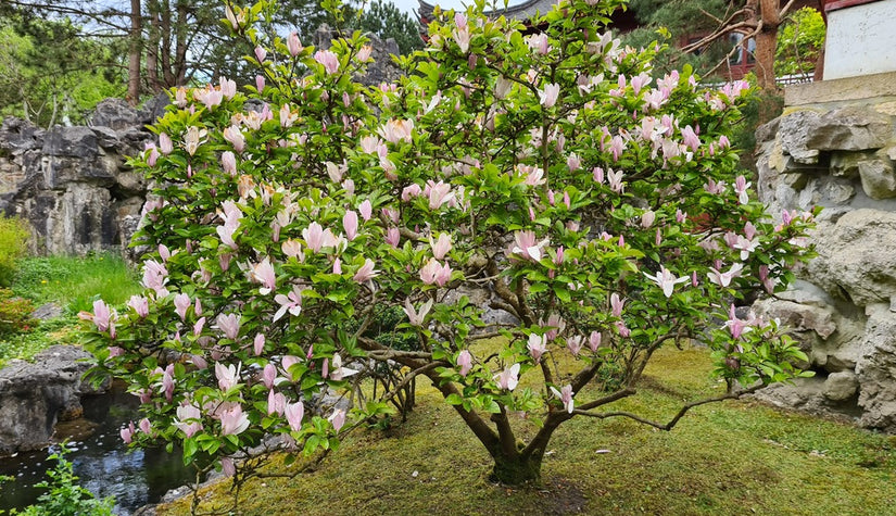 Magnolia in bloei - schitterende in vrijwel iedere tuin