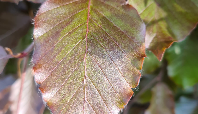 Bruine beuk blad in de winter