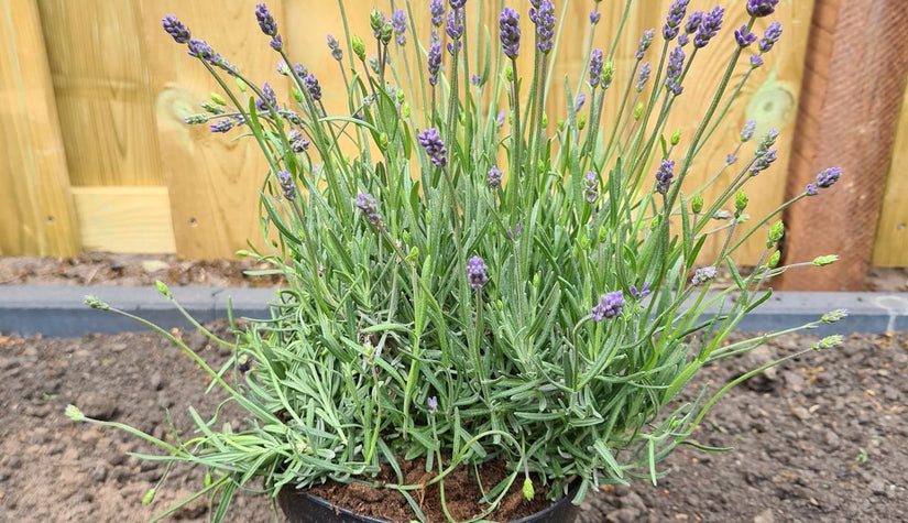 Lavendel tuinplanten smalle borderpakketten