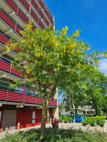Bastaardgoudenregen boom - prachtige treurboom met bijzondere bloei