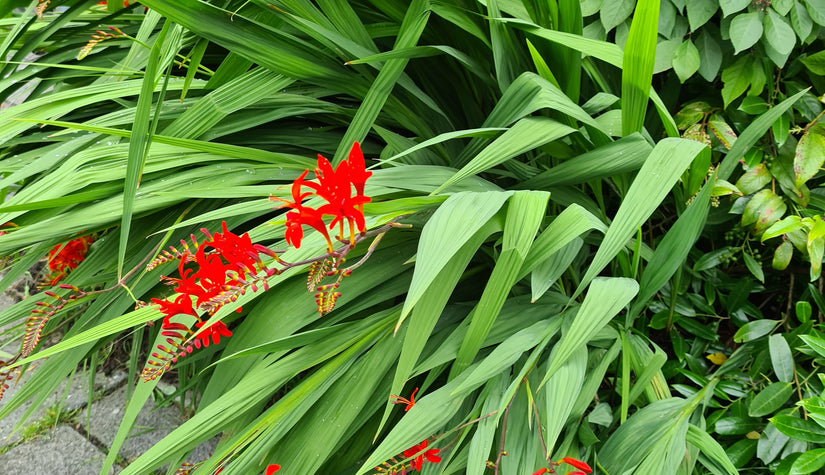 borderpakketten rood bloeiende vaste plant