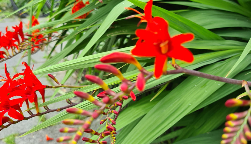 Rood bloemen vaste planten border