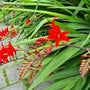 Rood bloemen vaste planten border