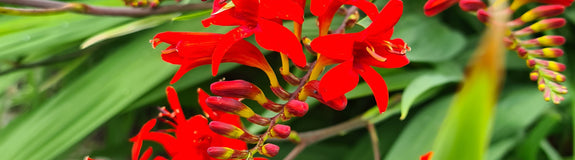 tuinplanten rood montbretia 