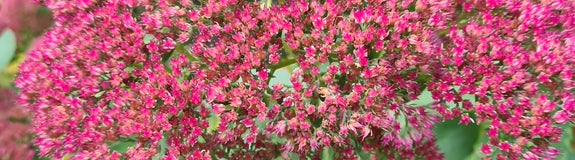 Roze hemelsleutel vetkruid borderplanten tuinplanten