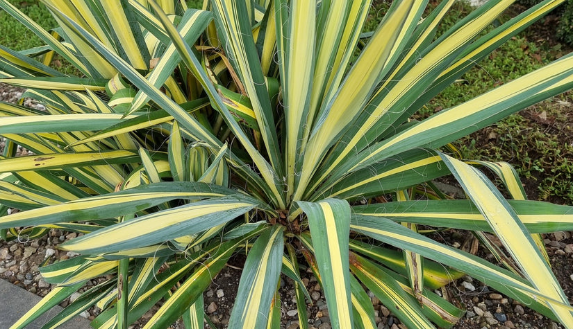 Palmlelie - Yucca Filamentosa