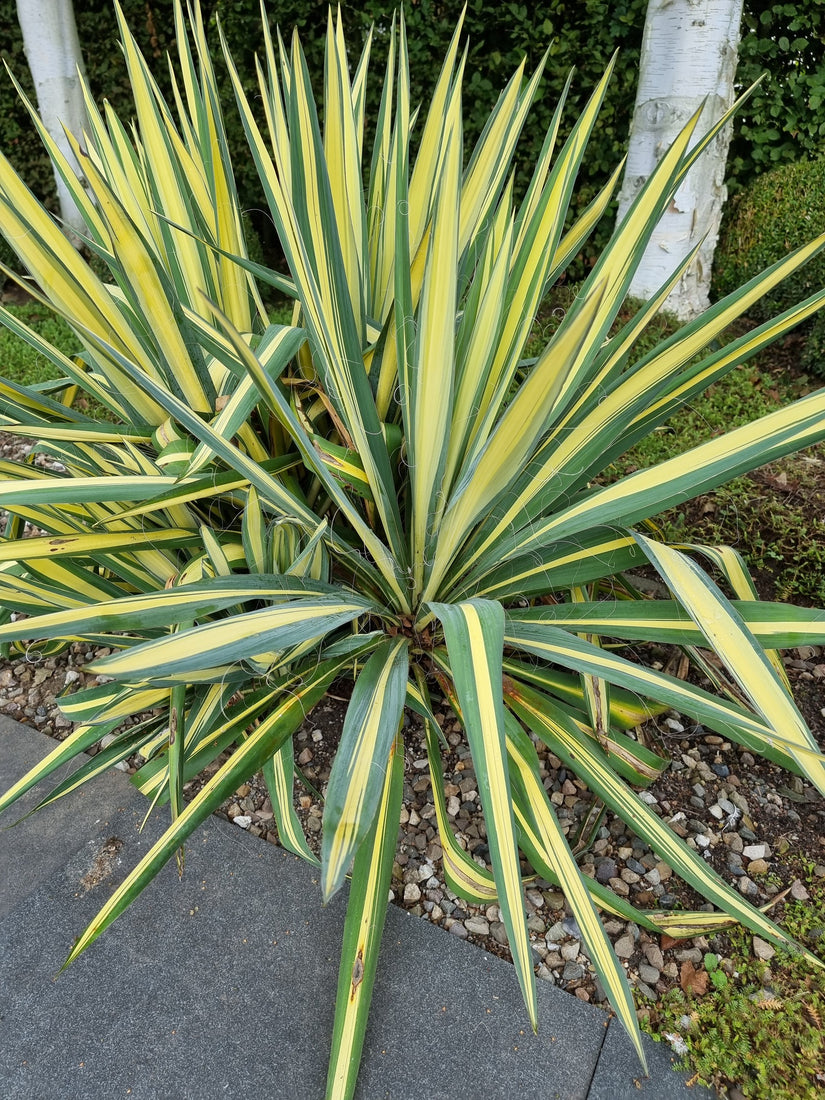 Palmlelie - Yucca Filamentosa