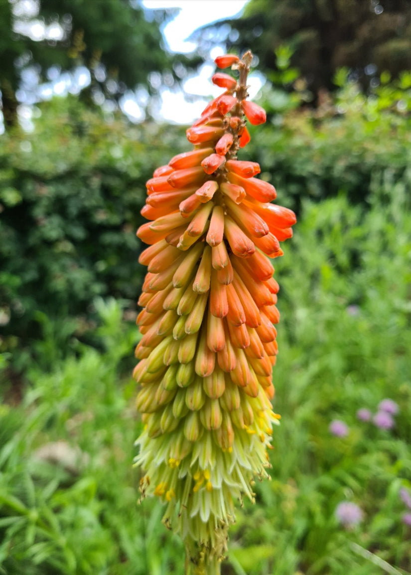 Vuurpijl in bloei