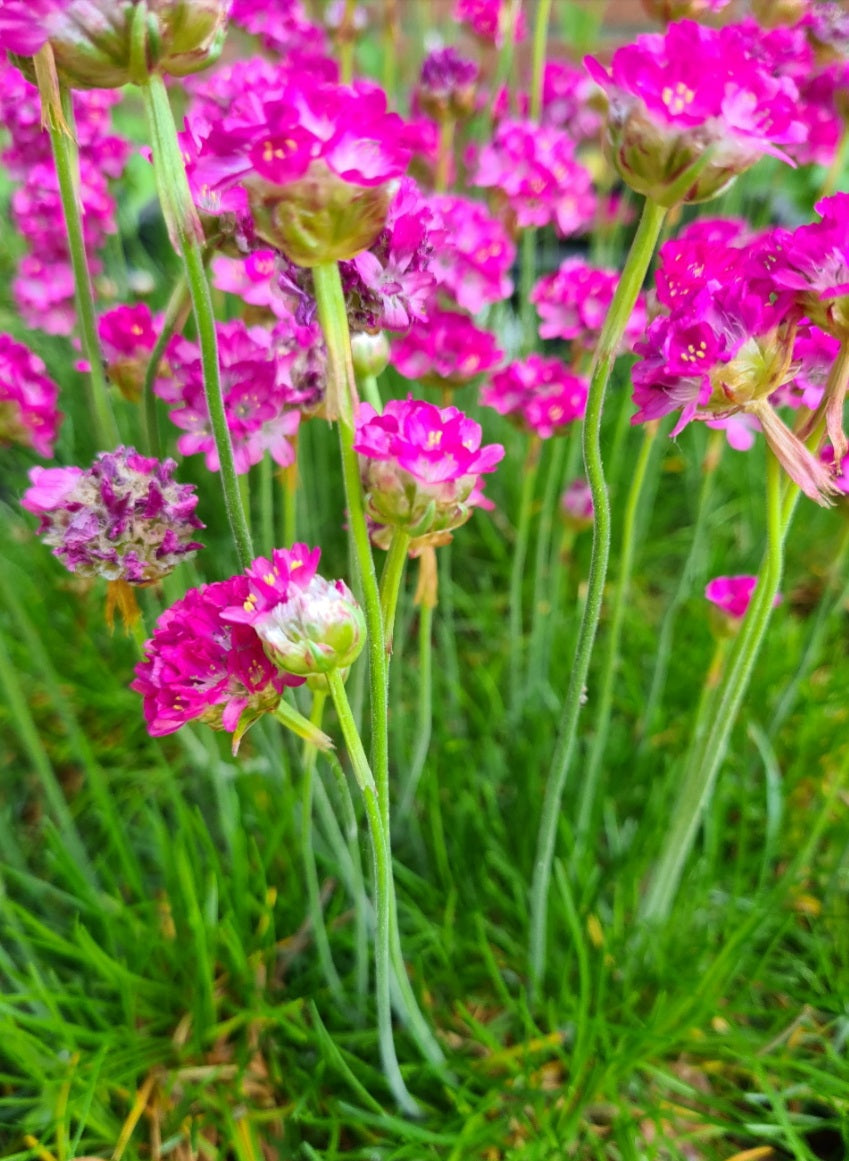 Engels gras - Armeria kustplanten combineren, kopen & informatie