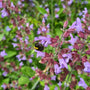 Salvia - bijen en vlinder favoriet