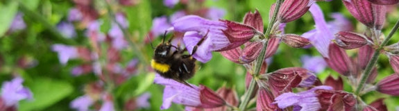 Salvia - bijen en vlinder favoriet