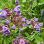 Salvia 'Mainacht' in bloei 