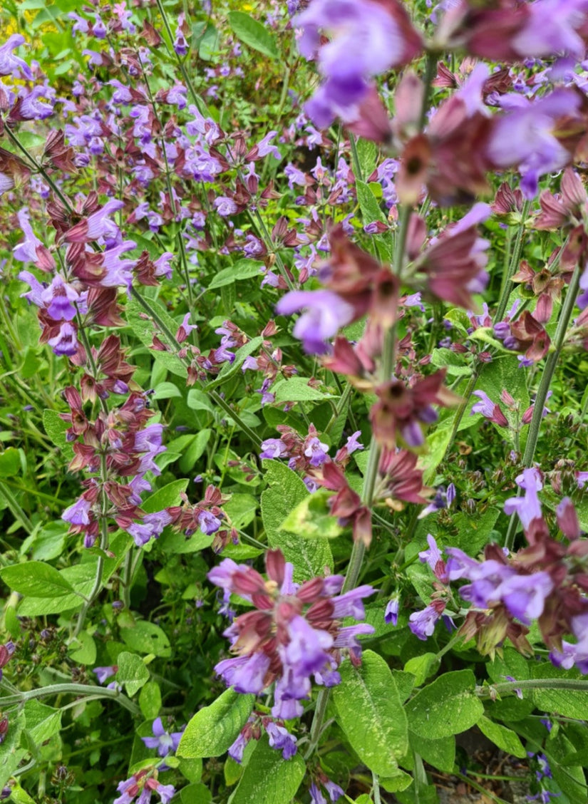 Salvia in bloei - paars 