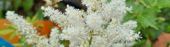 Witte astilbe in bloei