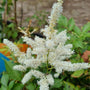 Witte astilbe in bloei