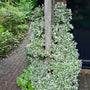 Japanse kardinaalsmuts bontblad - wit en groen