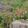 Geranium 'rozanne' gecombineerd met de paarse alpenaster en siergrassen