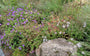 Geranium 'rozanne' gecombineerd met de paarse alpenaster en siergrassen
