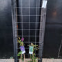 60cm breed en 180cm hoog - i.c.m. zwarte palen (advies: 2 klimplanten per trellis)