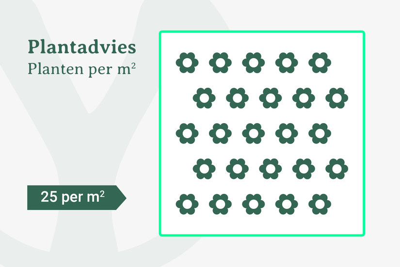 Plantadvies bij 25 planten per m2