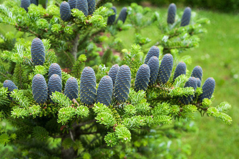 Koreaanse zilverspar kerstboom Abies koreana kerst 2024