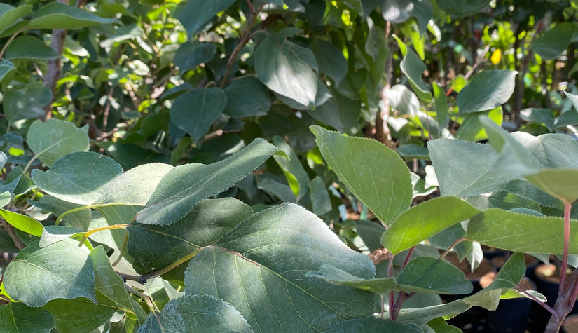 Abrikozenboom - Prunus armeniaca 'Hongaarse'