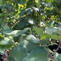Abrikozenboom - Prunus armeniaca 'Hongaarse'