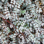 Acaena buchananii grijze bladkleur