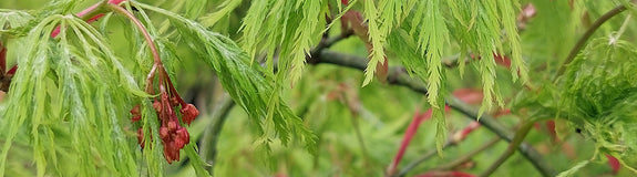 Japanse Esdoorn - Acer Palmatum 'Dissectum'
