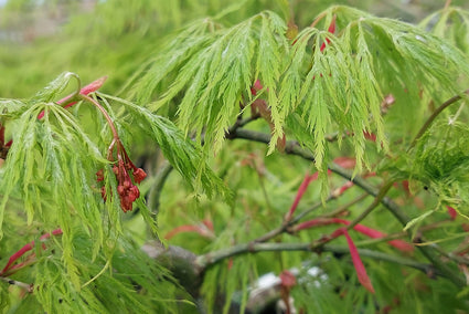 Japanse Esdoorn - Acer Palmatum 'Dissectum'