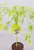 Japanse Esdoorn op stam - Acer Palmatum 'Dissectum'