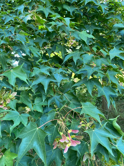 Colchische esdoorn - Acer cappadocicum subsp. sinicum