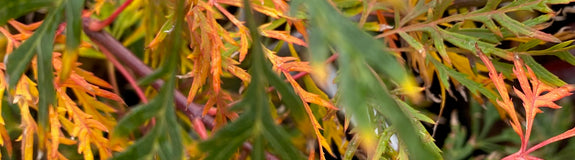 Herfstverkleuring Acer palmatum 'Atropurpureum'