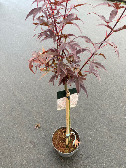 Japanse esdoorn - Acer palmatum 'Brandt's Dwarf'