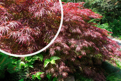 Japanse esdoorn - Acer palmatum 'Crimson Princess' 