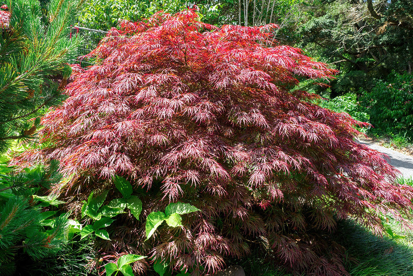 Acer palmatum 'Crimson Princess' - Treurvorm