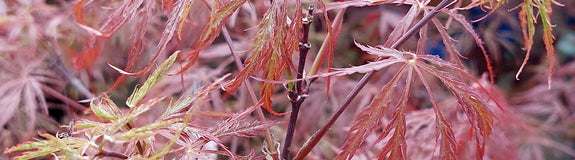 Japanse Esdoorn - Acer palmatum 'Garnet' Blad