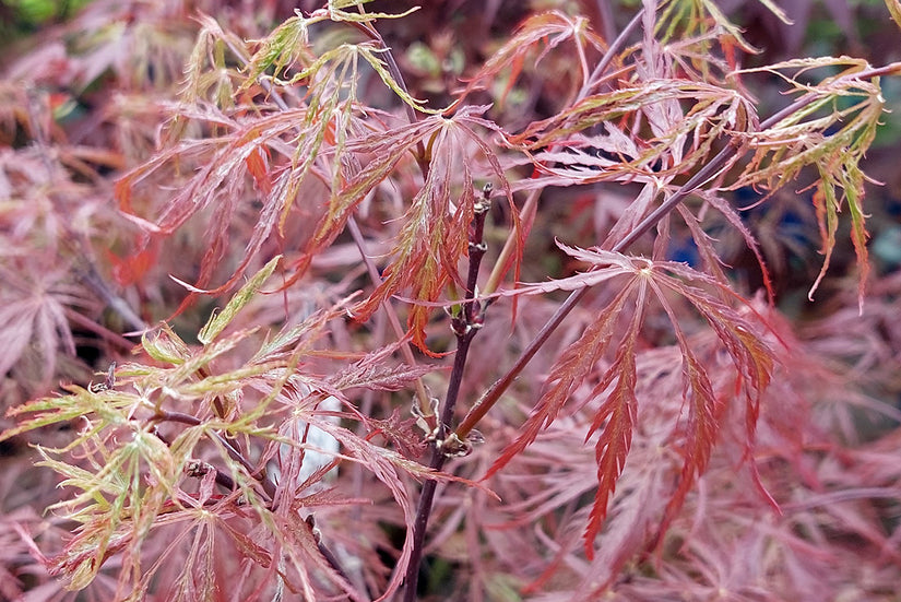Japanse Esdoorn - Acer palmatum 'Garnet' Blad