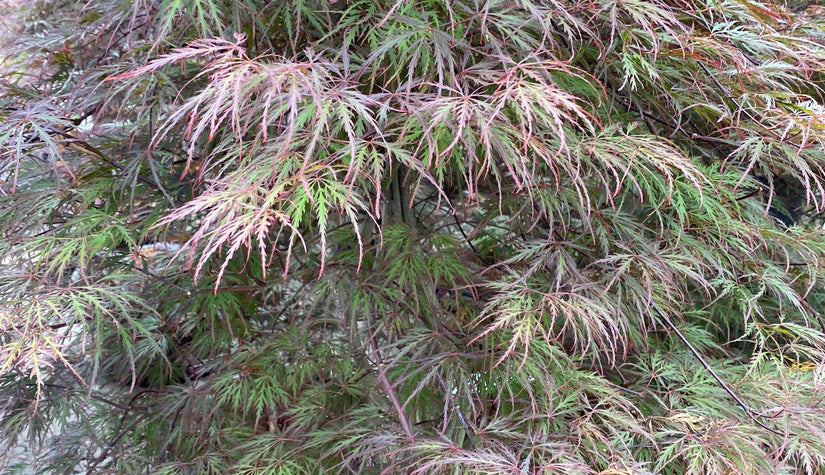 Blad Japanse Esdoorn - Acer palmatum 'Garnet'